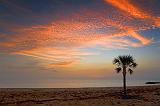 Palm Tree At Sunrise_28142